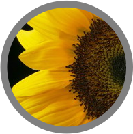 Acid folic acid folic